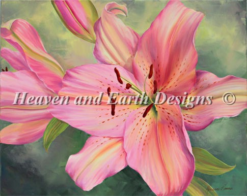 Pink Lily - Click Image to Close